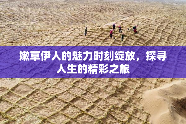 嫩草伊人的魅力时刻绽放，探寻人生的精彩之旅