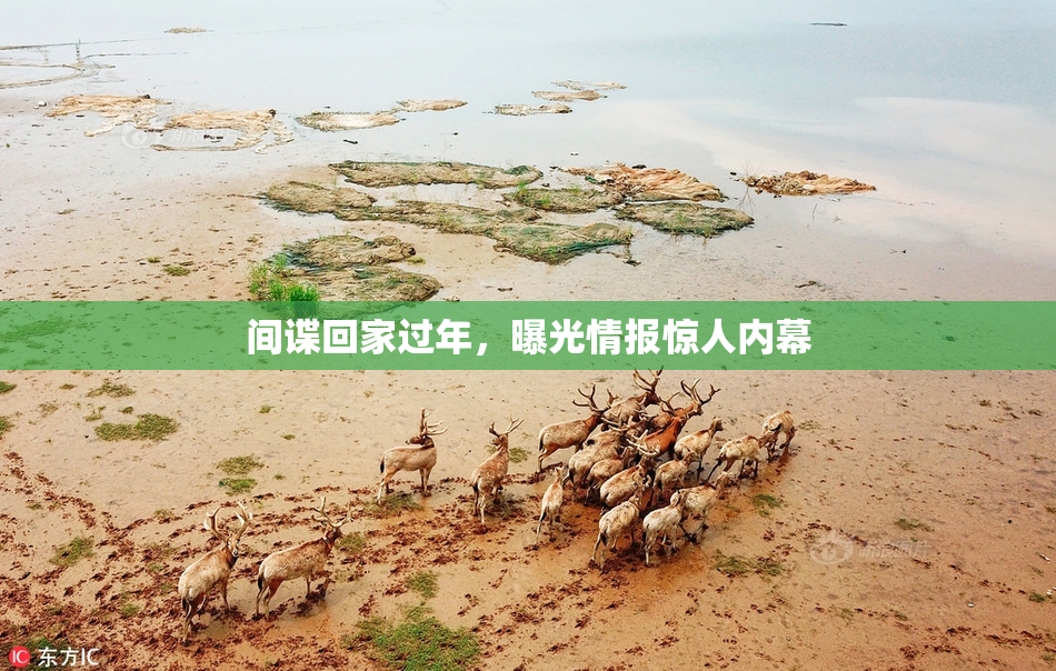 间谍回家过年，曝光情报惊人内幕