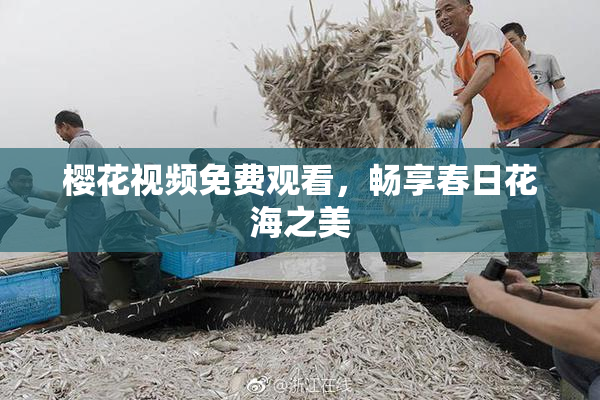樱花视频免费观看，畅享春日花海之美