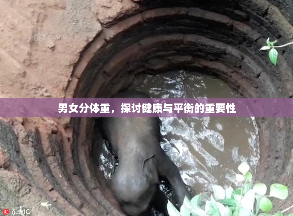 男女分体重，探讨健康与平衡的重要性