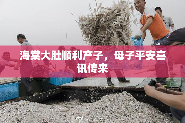 海棠大肚顺利产子，母子平安喜讯传来