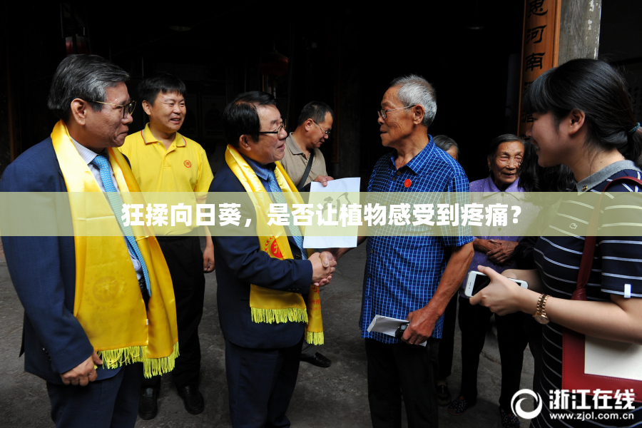 狂揉向日葵，是否让植物感受到疼痛？