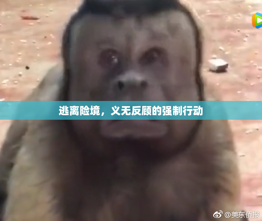 逃离险境，义无反顾的强制行动