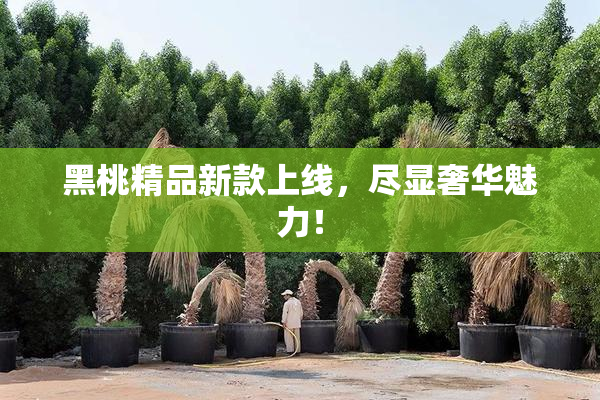 黑桃精品新款上线，尽显奢华魅力！