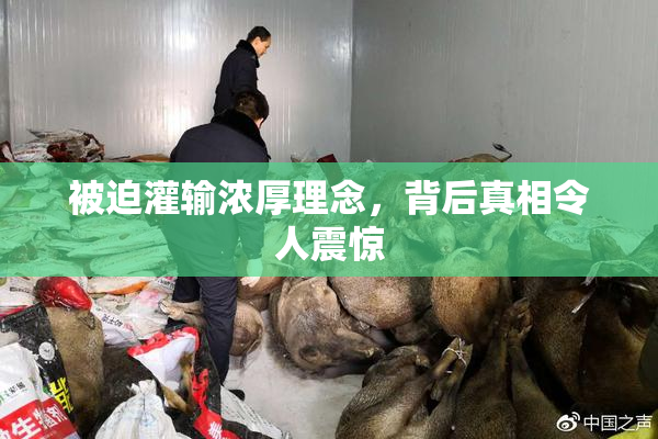 被迫灌输浓厚理念，背后真相令人震惊