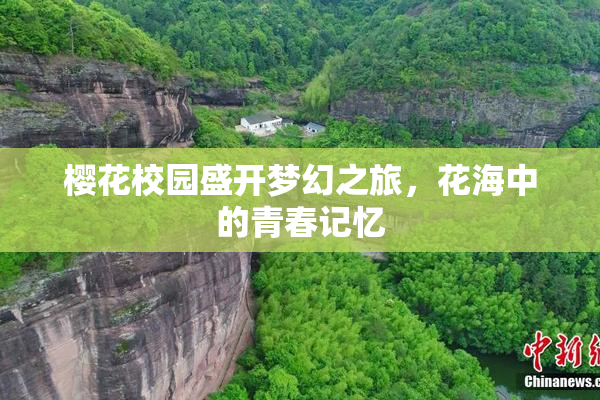 樱花校园盛开梦幻之旅，花海中的青春记忆