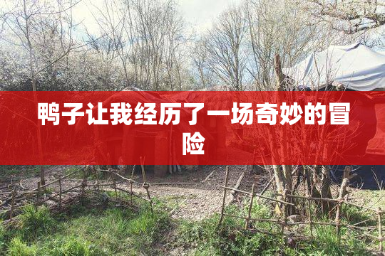 鸭子让我经历了一场奇妙的冒险