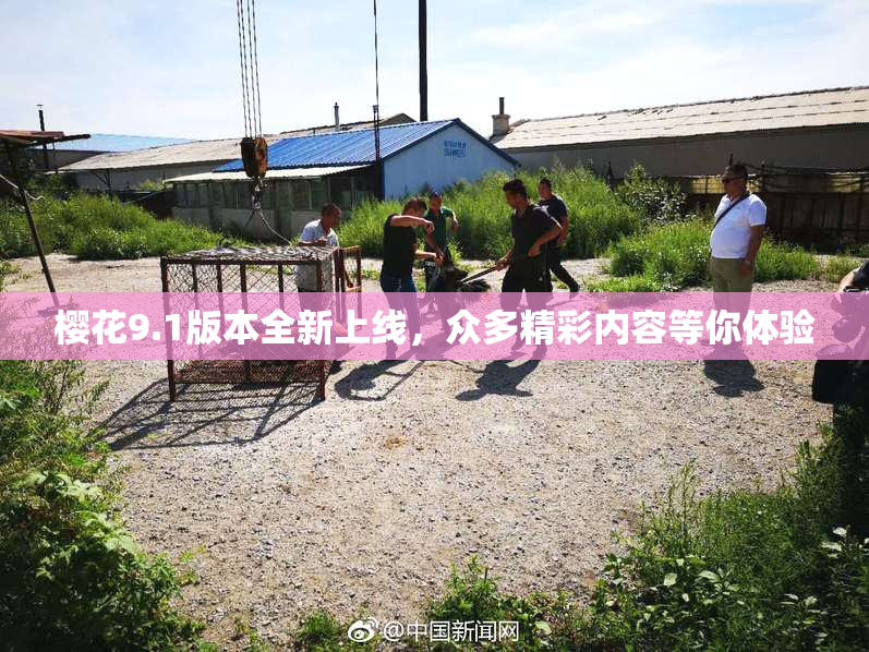 樱花9.1版本全新上线，众多精彩内容等你体验
