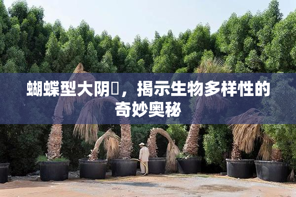 蝴蝶型大阴脣，揭示生物多样性的奇妙奥秘