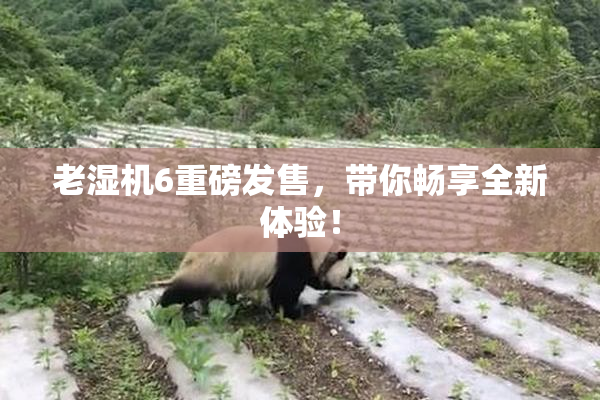 老湿机6重磅发售，带你畅享全新体验！