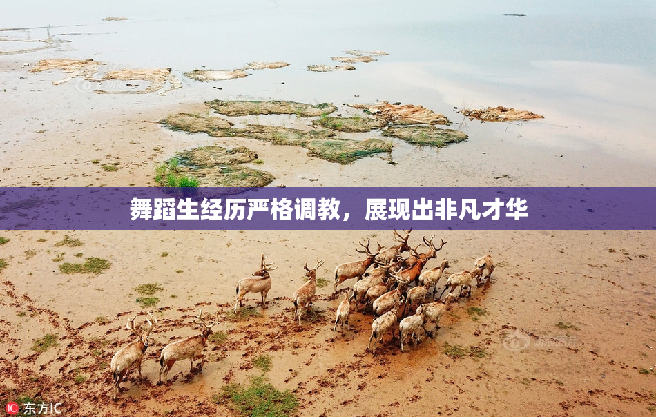 舞蹈生经历严格调教，展现出非凡才华