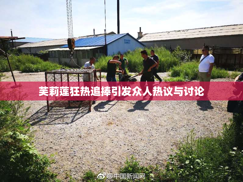 芙莉莲狂热追捧引发众人热议与讨论