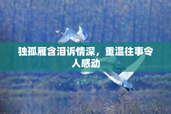 独孤雁含泪诉情深，重温往事令人感动