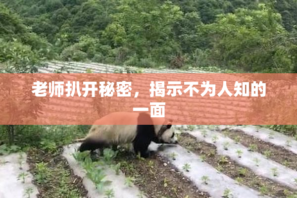 老师扒开秘密，揭示不为人知的一面
