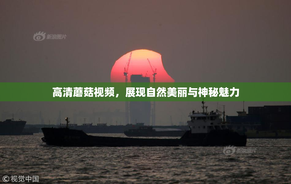 高清蘑菇视频，展现自然美丽与神秘魅力