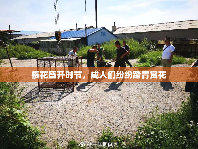 樱花盛开时节，成人们纷纷踏青赏花