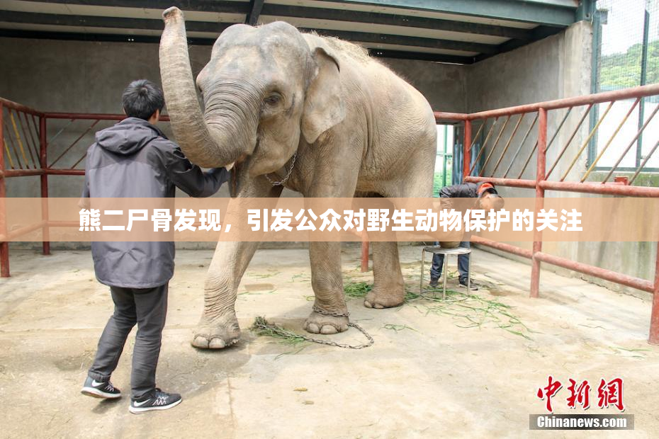 熊二尸骨发现，引发公众对野生动物保护的关注