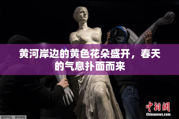 黄河岸边的黄色花朵盛开，春天的气息扑面而来