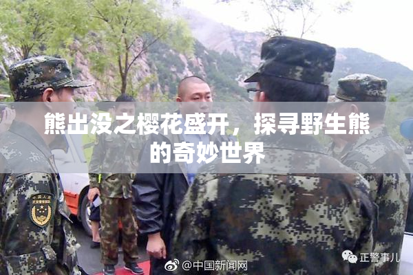 熊出没之樱花盛开，探寻野生熊的奇妙世界