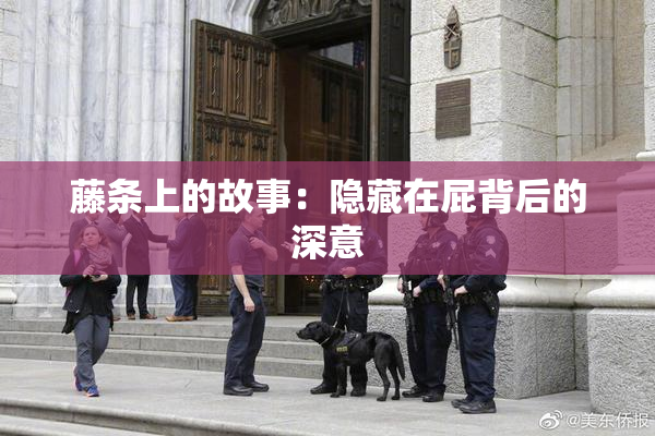 藤条上的故事：隐藏在屁背后的深意