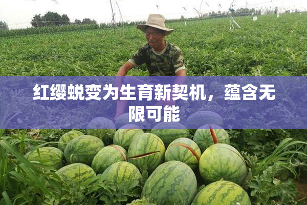 红缨蜕变为生育新契机，蕴含无限可能