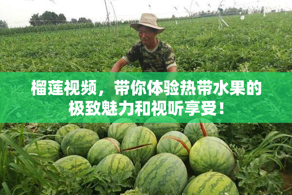 榴莲视频，带你体验热带水果的极致魅力和视听享受！