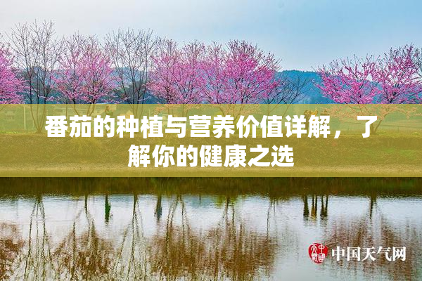 番茄的种植与营养价值详解，了解你的健康之选