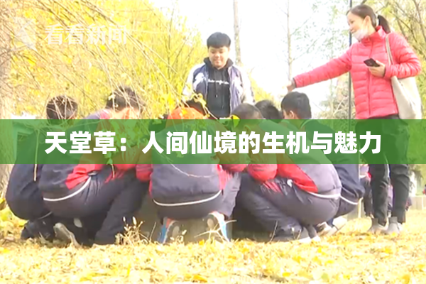 天堂草：人间仙境的生机与魅力