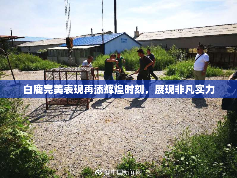 白鹿完美表现再添辉煌时刻，展现非凡实力