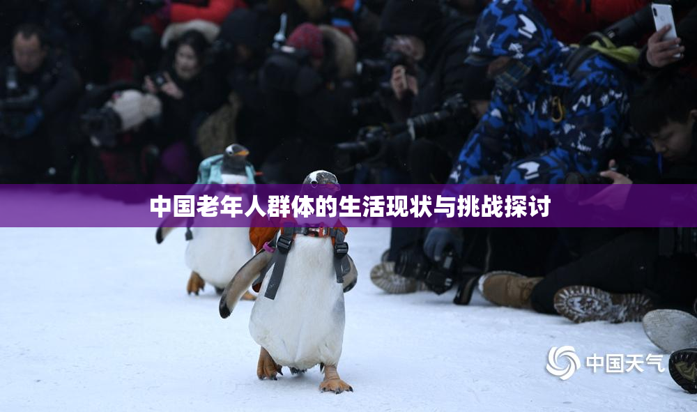 中国老年人群体的生活现状与挑战探讨