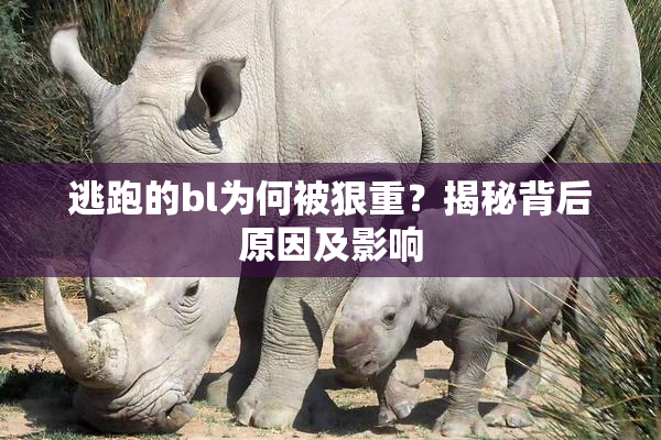 逃跑的bl为何被狠重？揭秘背后原因及影响