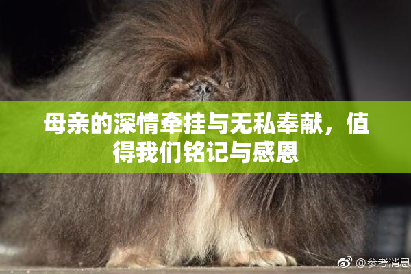 母亲的深情牵挂与无私奉献，值得我们铭记与感恩