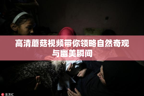 高清蘑菇视频带你领略自然奇观与幽美瞬间