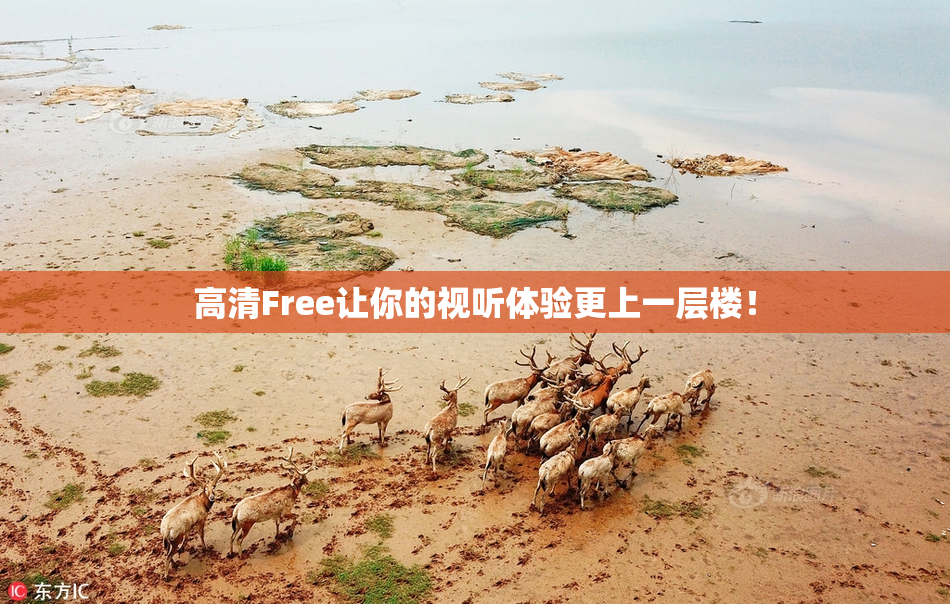 高清Free让你的视听体验更上一层楼！