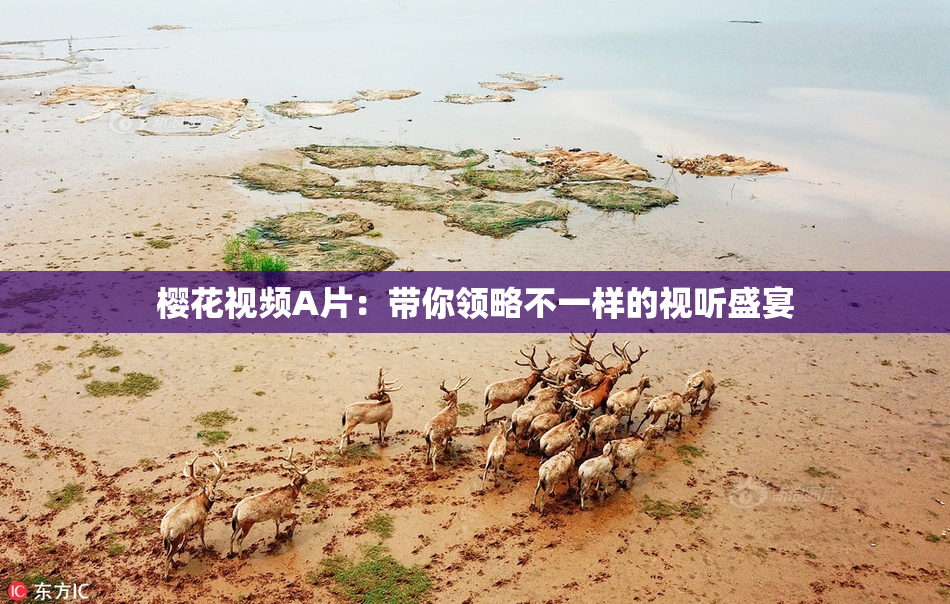 樱花视频A片：带你领略不一样的视听盛宴