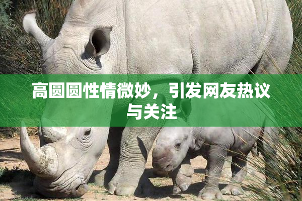 高圆圆性情微妙，引发网友热议与关注