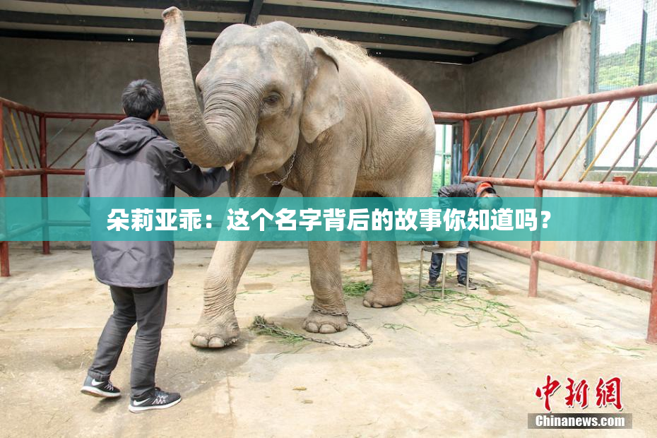 朵莉亚乖：这个名字背后的故事你知道吗？
