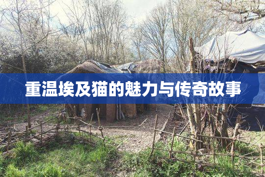 重温埃及猫的魅力与传奇故事