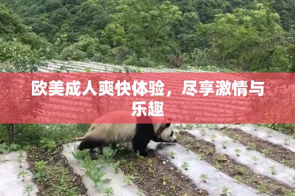 欧美成人爽快体验，尽享激情与乐趣