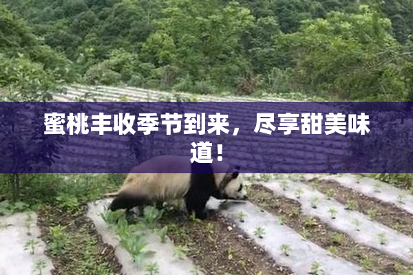 蜜桃丰收季节到来，尽享甜美味道！