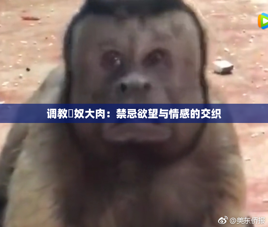 调教婬奴大肉：禁忌欲望与情感的交织