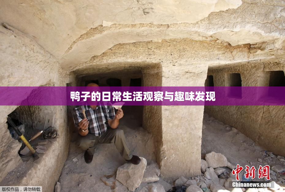 鸭子的日常生活观察与趣味发现