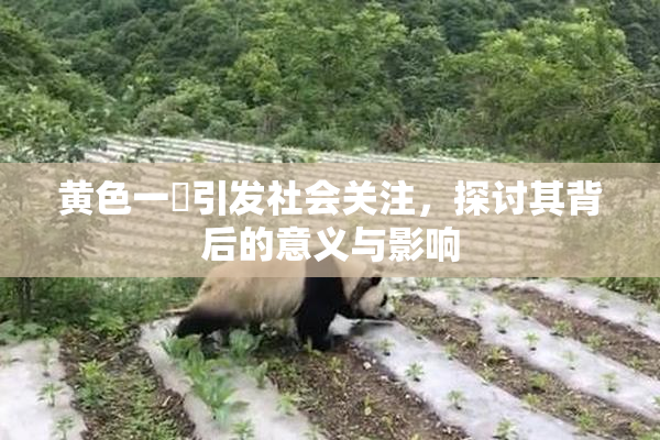 黄色一級引发社会关注，探讨其背后的意义与影响