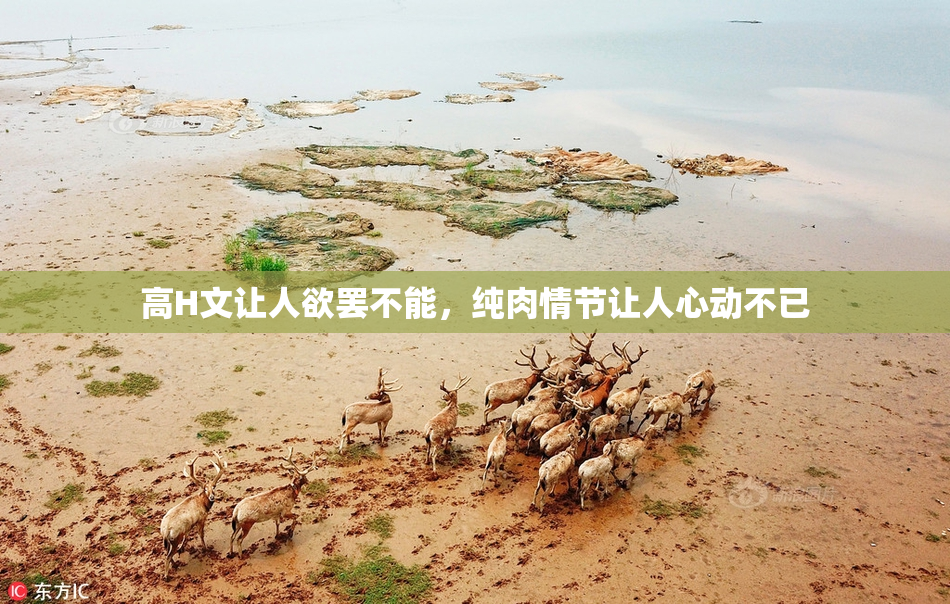 高H文让人欲罢不能，纯肉情节让人心动不已
