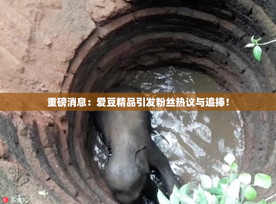 重磅消息：爱豆精品引发粉丝热议与追捧！