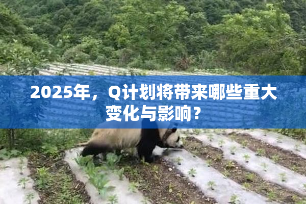 2025年，Q计划将带来哪些重大变化与影响？