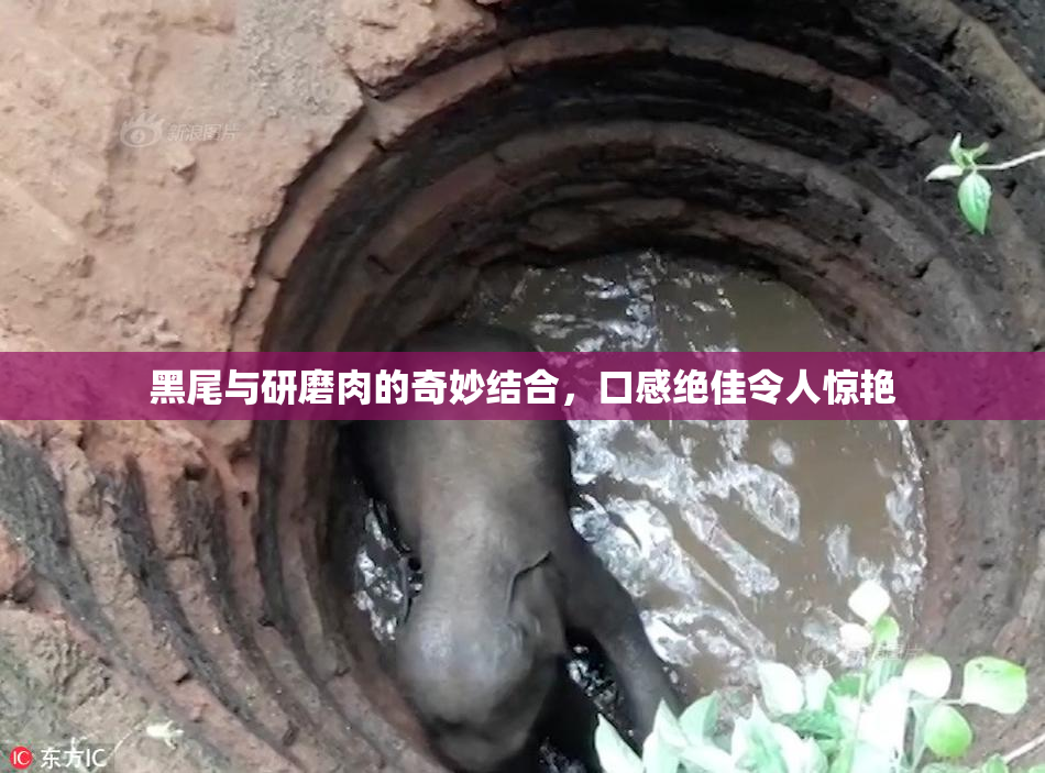 黑尾与研磨肉的奇妙结合，口感绝佳令人惊艳