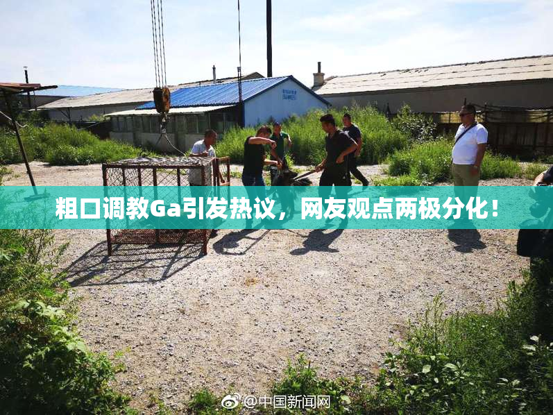 粗口调教Ga引发热议，网友观点两极分化！