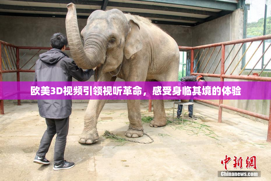 欧美3D视频引领视听革命，感受身临其境的体验