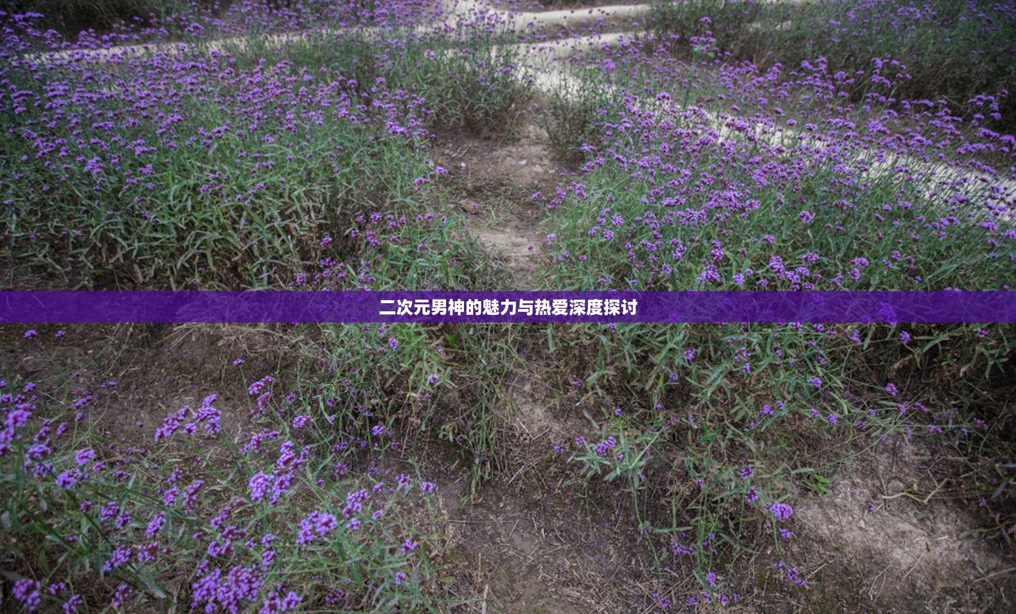 二次元男神的魅力与热爱深度探讨